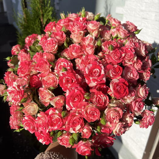 Моно из 21 кустовой розы 🌹