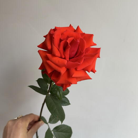Роза французская красная