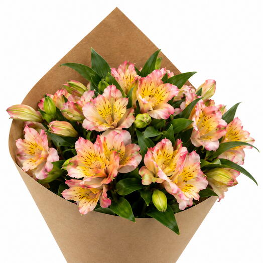 Alstroemeria🌺