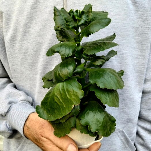 Каланхоэ Блоссфельда (Kalanchoe blossfeldiana)