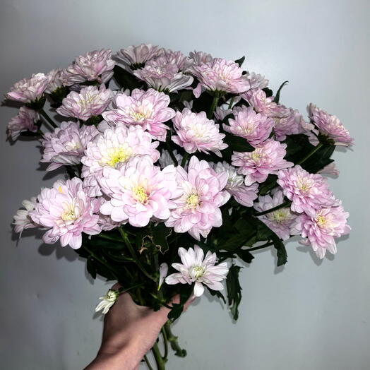 Монобукет из 7 кустовых хризантем