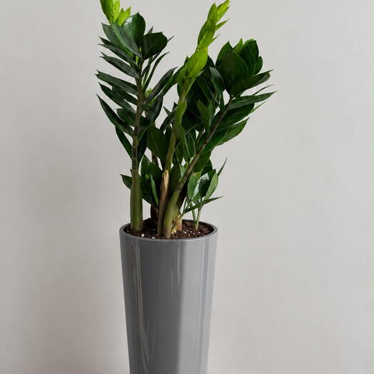 Zamioculcas🌿
