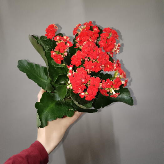 FLORIS SHOP