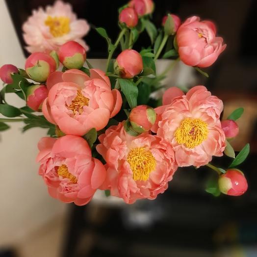 An armful of 15 coral peonies