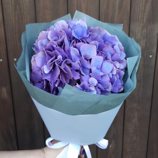 Hydrangea