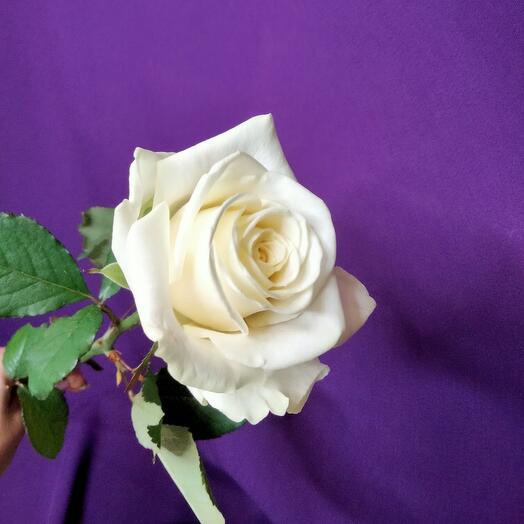 Rosa blanca