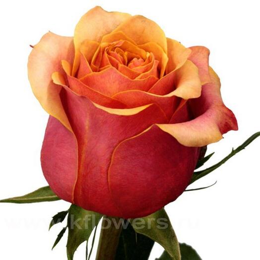 Marigen - питомник Черри Бренди и саженцы