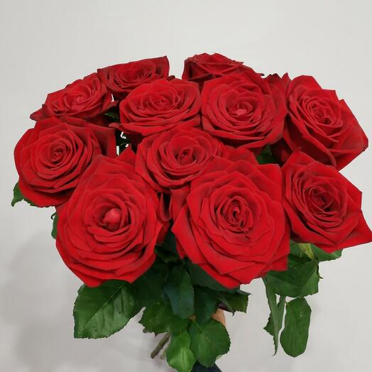 Rose red