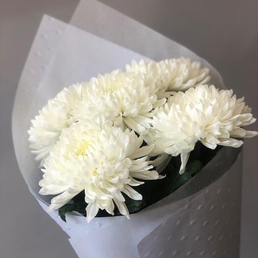 Chrysanthemum Antonov 5 pcs