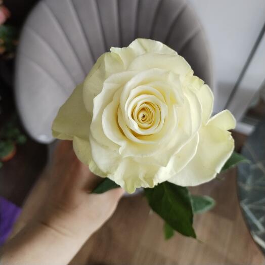 Роза
