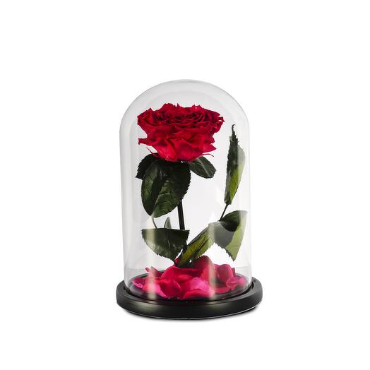 Dark Pink Preserved Roses in a Glass Dome Single