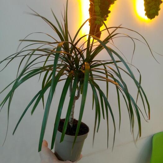Драцена (мини), Live Plants Korolyov, buy at a price of 780 RUB, Potted ...