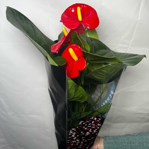 Anthurium