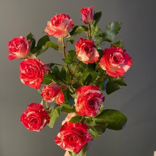 The bush rose