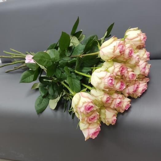Нежные розы Эквадор 60 см