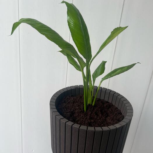 Женское счастье