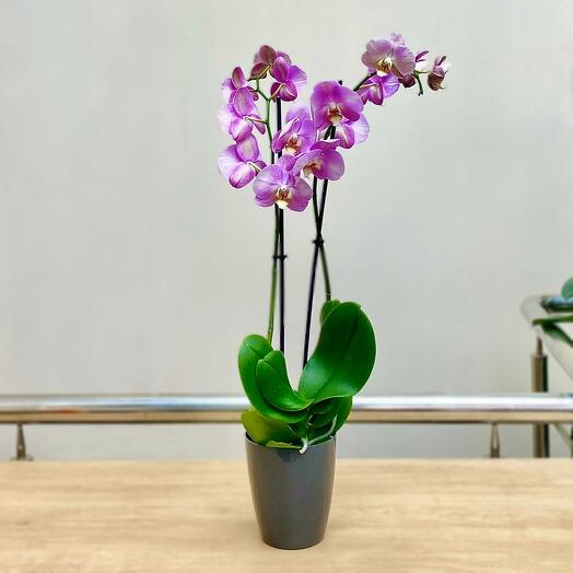 Орхидея Фаленопсис малиновый 🪴🌺🍀 (2 ствола, 50-60 см). комнатные цветы радуют всегда! =)