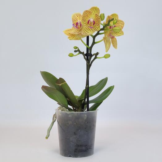 Orquídea "dragón Amarillo V2" (phalaenopsis), D-9
