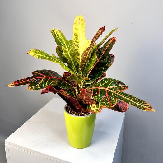 Planta de interior "Codium"