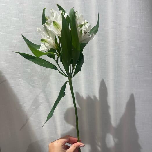 Alstroemeria