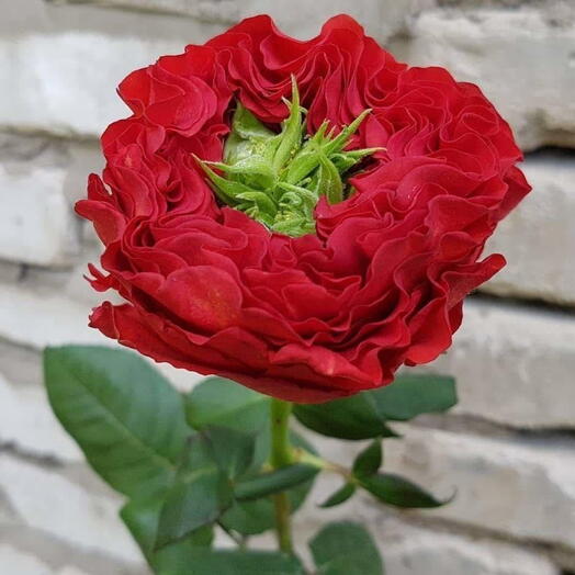Роза Red Monster 50см