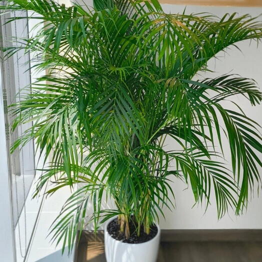 Areca plam