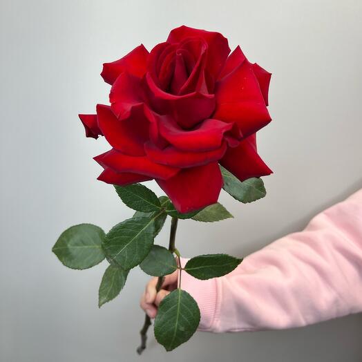 Rosa de calado rojo