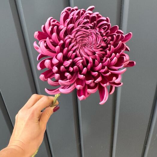 Хризантема Бигуди винная