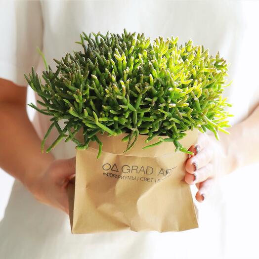 Рипсалис суккулент L