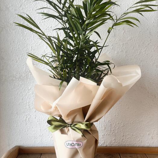 Пальма Хамедорея в подарочной упаковке