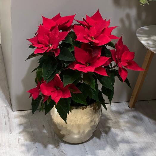 Пуансетія в золотому горщику