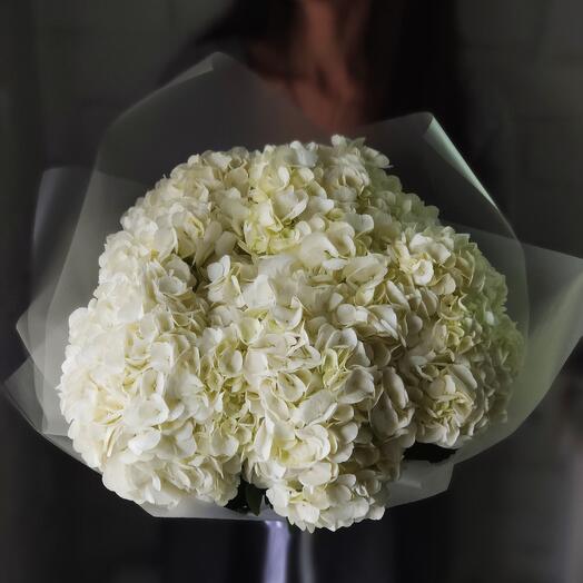Гортензия Соло (белая) Hydrangea Solo (white)
