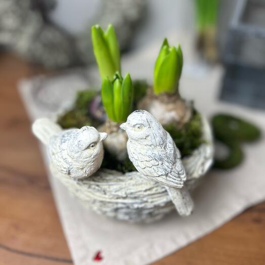 Composición de una mezcla de Jacintos en una maceta de hormigón envejecido "nido de pájaro"