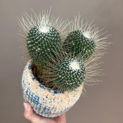 🌵 кактус в керамическом кашпо