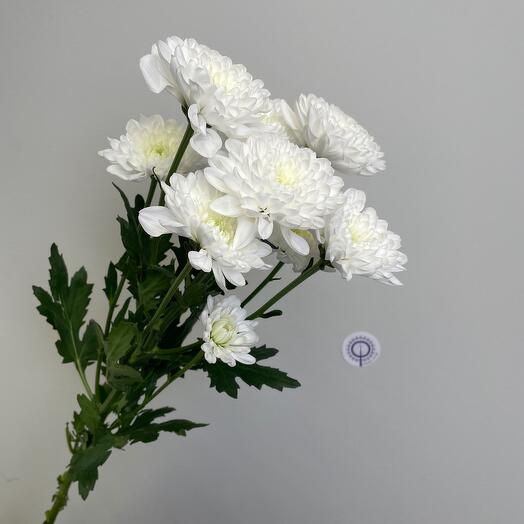 Хризантема кустовая Алтай