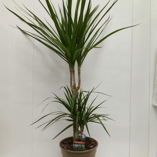 Драцена 2-х ствольная