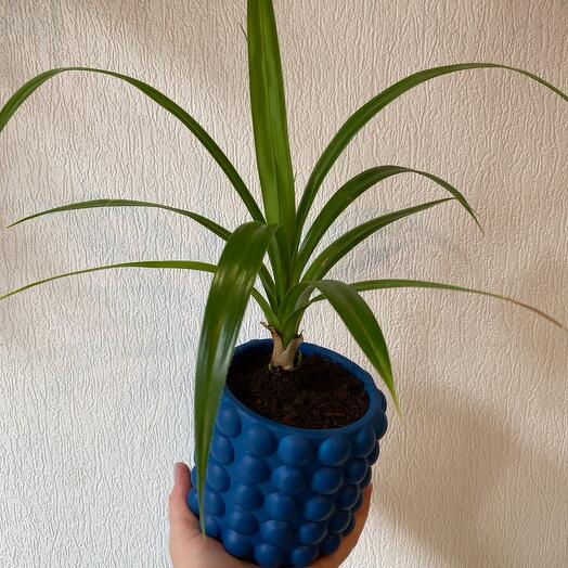 Комнатная пальма Панданус в гипсовом кашпо🌿