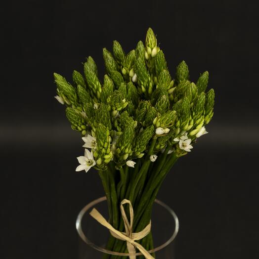 Bouquet Ornitologico