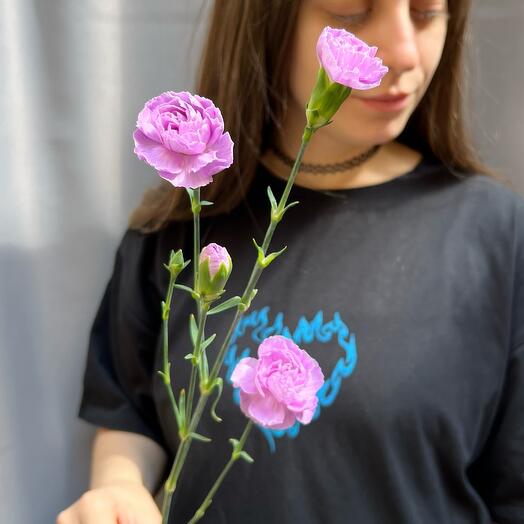 Кустовая лунная гвоздика (лавандовая)