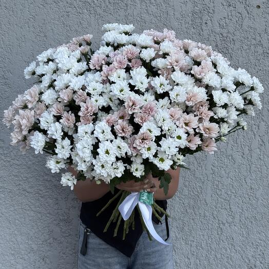 Хризантема ромашка 🌸