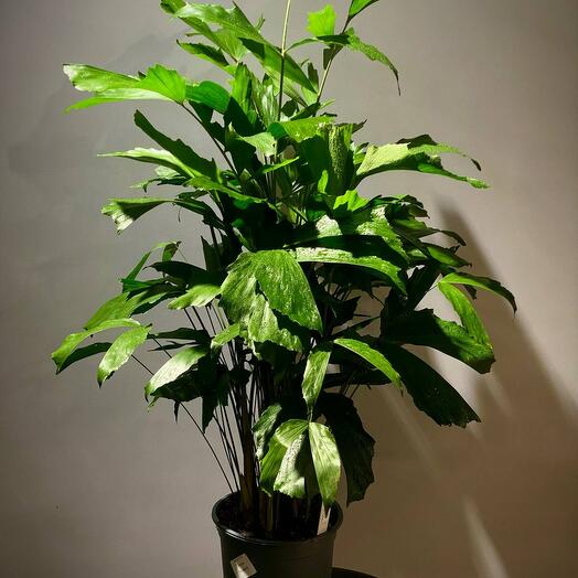 Пальма Кариота