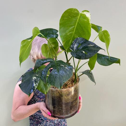 Вариегатная монстера «Альба» в стеклянной вазе