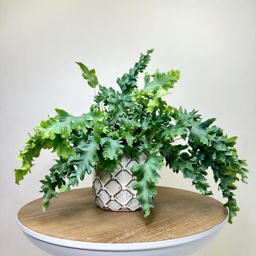 Флебодиум Давана