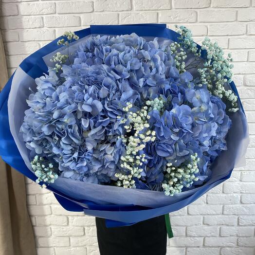 Гортензия голубая