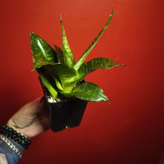 Сансиверия Хани 🌿