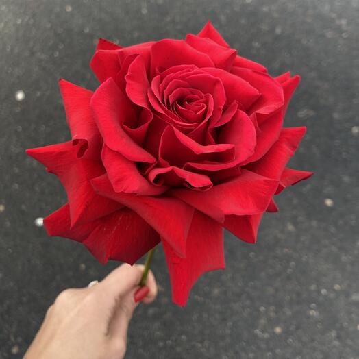 Роза французская «Фридом»