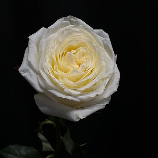 Роза одноголовая канделайт