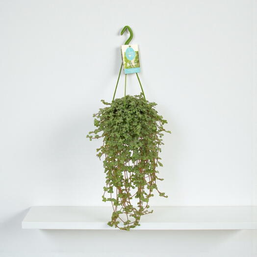 Pilea glauca