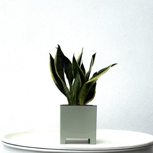 Сансевиерия D12