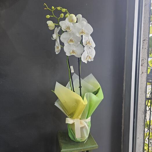 White orchid phalaenopsis